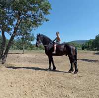 Vente de cheval : Floris H